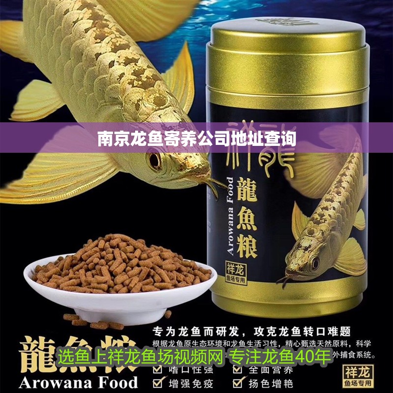 南京龍魚寄養(yǎng)公司地址查詢 南京龍魚寄養(yǎng)公司地址查詢 龍魚百科