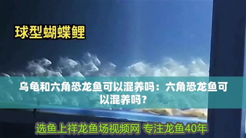 烏龜和六角恐龍魚可以混養嗎：六角恐龍魚可以混養嗎？