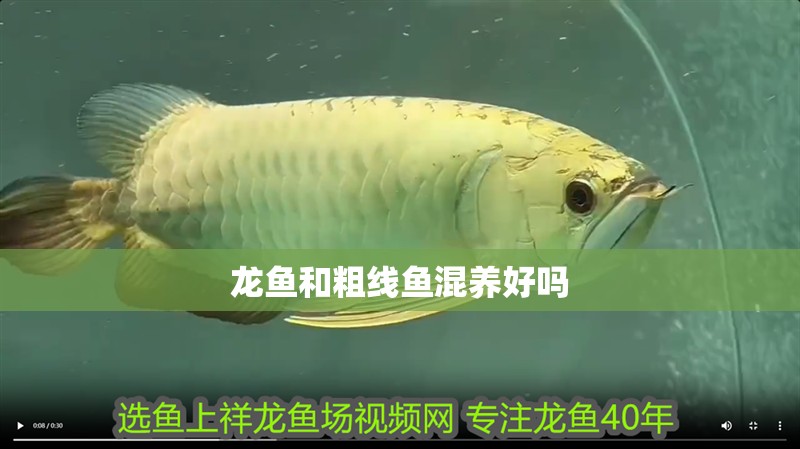 龍魚和粗線魚混養好嗎