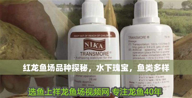 紅龍魚場品種探秘，水下瑰寶，魚類多樣