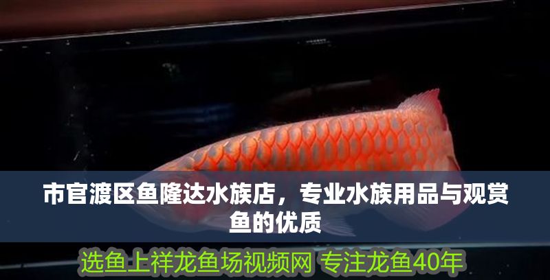 市官渡區魚隆達水族店，專業水族用品與觀賞魚的優質