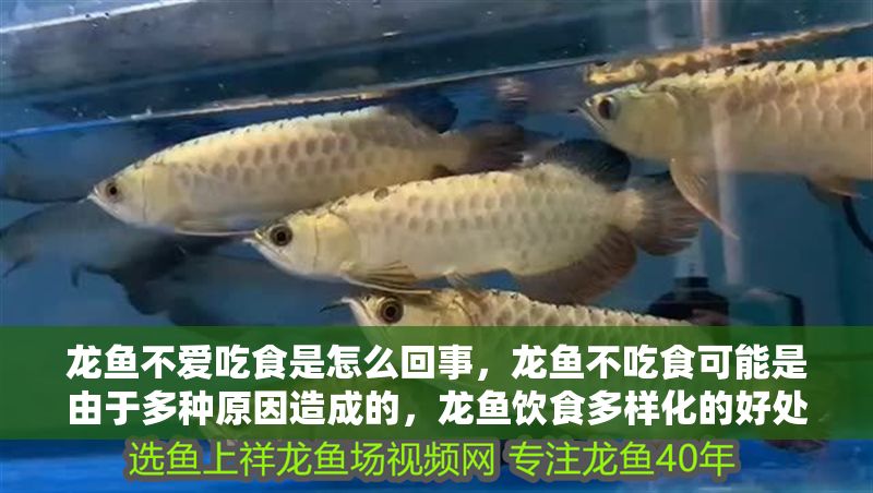 龍魚不愛吃食是怎么回事，龍魚不吃食可能是由于多種原因造成的，龍魚飲食多樣化的好處