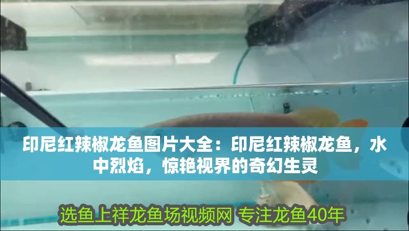 印尼紅辣椒龍魚圖片大全：印尼紅辣椒龍魚，水中烈焰，驚艷視界的奇幻生靈