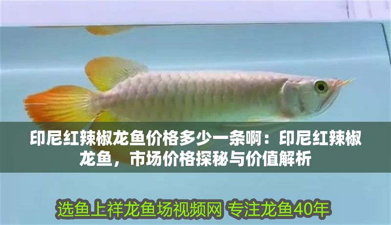 印尼紅辣椒龍魚價格多少一條啊：印尼紅辣椒龍魚，市場價格探秘與價值解析