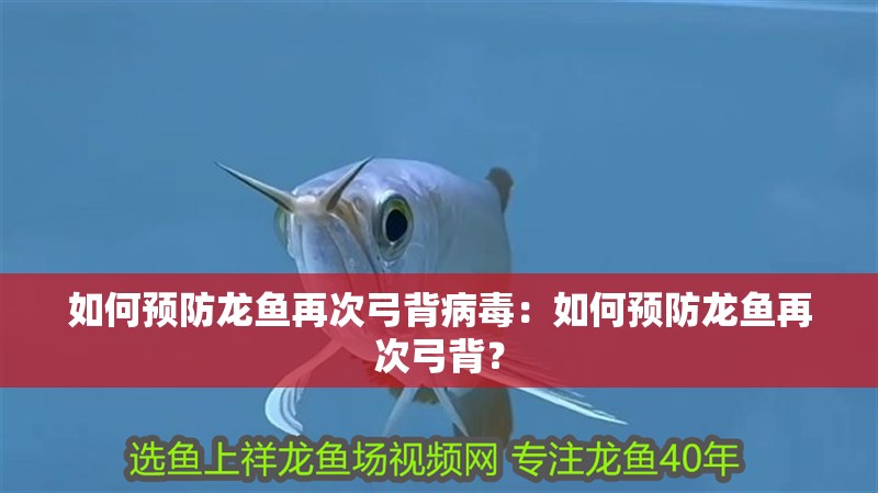 如何預防龍魚再次弓背病毒：如何預防龍魚再次弓背？