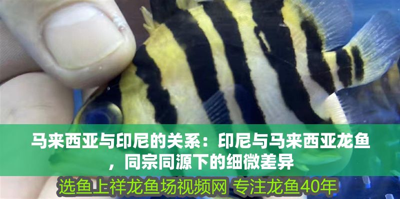 馬來西亞與印尼的關系：印尼與馬來西亞龍魚，同宗同源下的細微差異