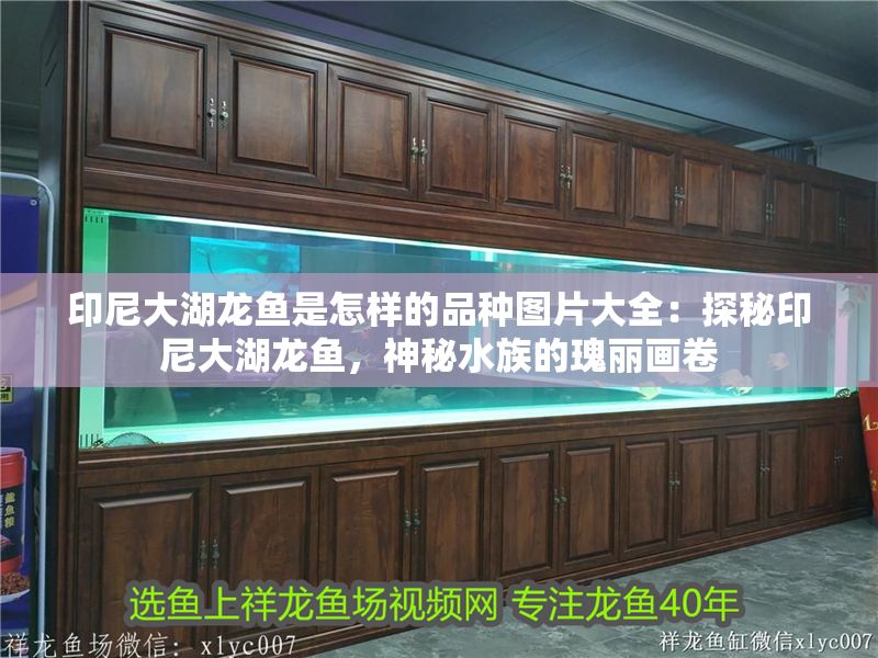 印尼大湖龍魚是怎樣的品種圖片大全：探秘印尼大湖龍魚，神秘水族的瑰麗畫卷