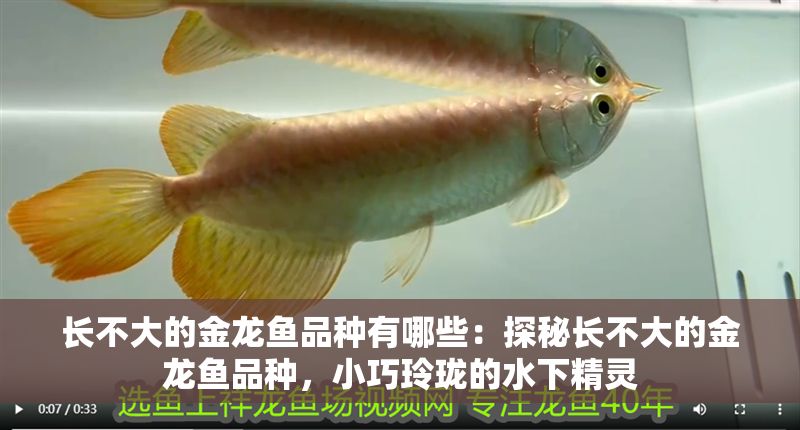 長不大的金龍魚品種有哪些：探秘長不大的金龍魚品種，小巧玲瓏的水下精靈