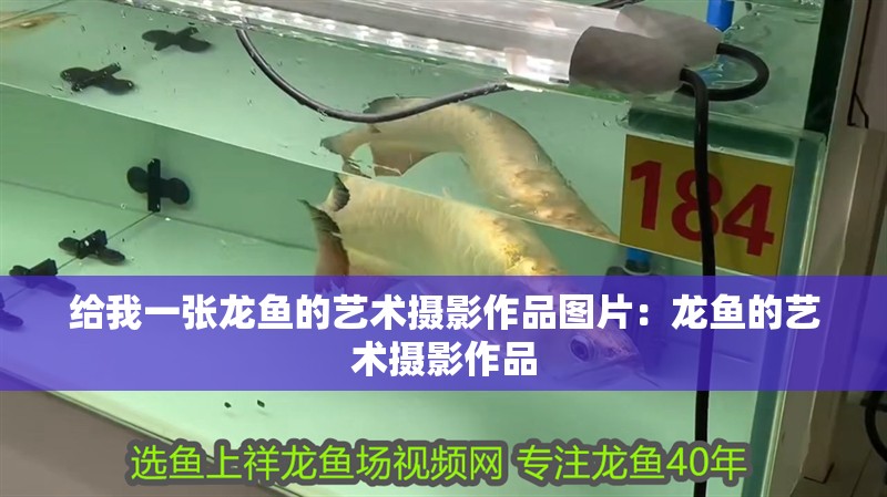 給我一張龍魚的藝術攝影作品圖片：龍魚的藝術攝影作品