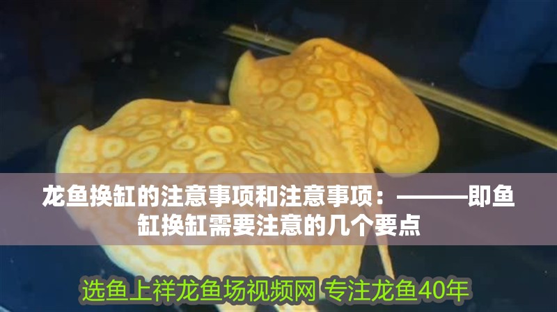 龍魚換缸的注意事項和注意事項：———即魚缸換缸需要注意的幾個要點