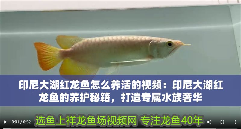 印尼大湖紅龍魚怎么養(yǎng)活的視頻：印尼大湖紅龍魚的養(yǎng)護(hù)秘籍，打造專屬水族奢華 印尼大湖紅龍魚怎么養(yǎng)活的視頻：印尼大湖紅龍魚的養(yǎng)護(hù)秘籍，打造專屬水族奢華 龍魚百科 第1張