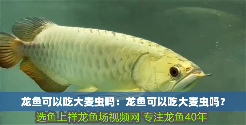 龍魚(yú)可以吃大麥蟲(chóng)嗎：龍魚(yú)可以吃大麥蟲(chóng)嗎？