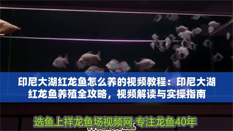 詳細閱讀:印尼大湖紅龍魚怎么養的視頻教程:印尼大湖紅龍魚養殖全攻略,視頻解讀與實操指南 印尼大湖紅龍魚怎么養的視頻教程:印尼大湖紅龍魚養殖全攻略,視頻解讀與實操指南