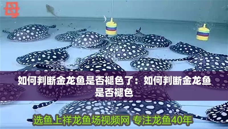 如何判斷金龍魚是否褪色了：如何判斷金龍魚是否褪色