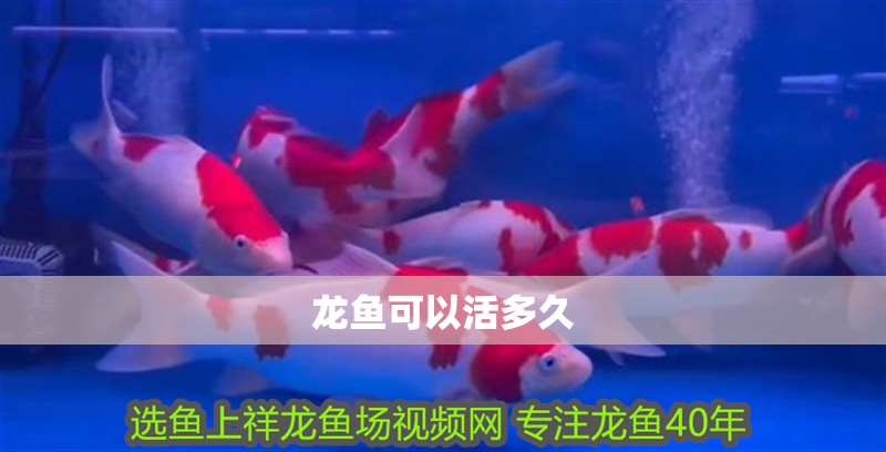 龍魚可以活多久