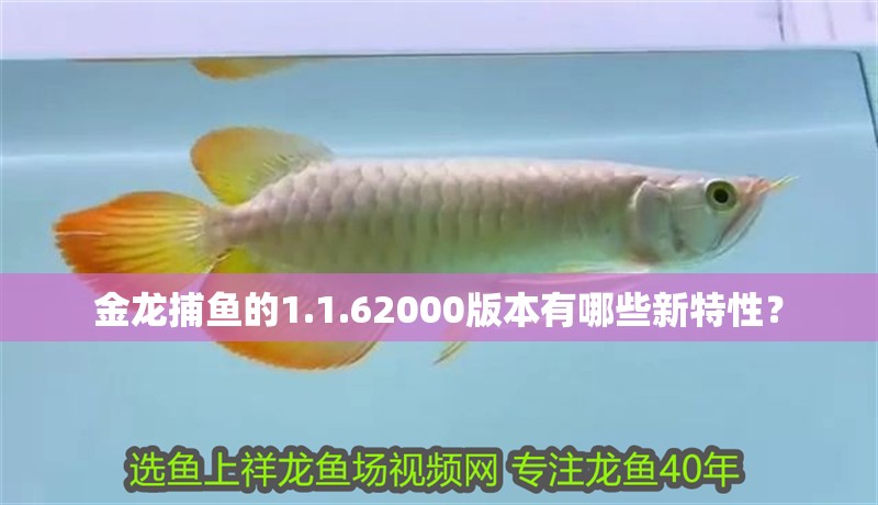 金龍捕魚的1.1.62000版本有哪些新特性？