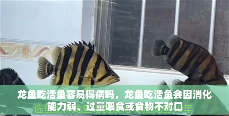 龍魚吃活魚容易得病嗎，龍魚吃活魚會因消化能力弱、過量喂食或食物不對口
