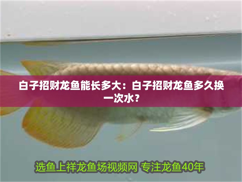 龍魚蒙眼用慶大霉素怎么治療龍魚蒙眼的具體步驟和注意事項：如何使用慶大霉素來治療龍魚蒙眼