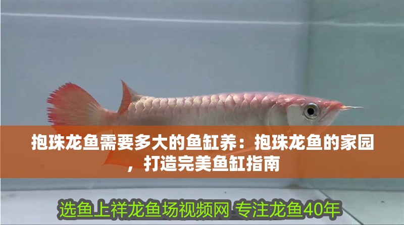 抱珠龍魚需要多大的魚缸養：抱珠龍魚的家園，打造完美魚缸指南