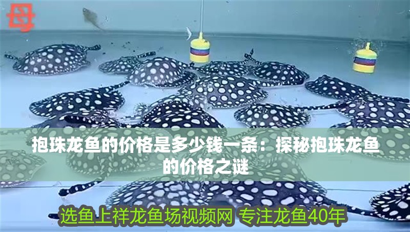 抱珠龍魚(yú)的價(jià)格是多少錢(qián)一條：探秘抱珠龍魚(yú)的價(jià)格之謎