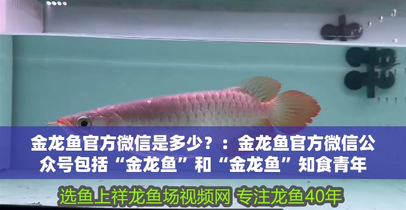金龍魚(yú)官方微信是多少？：金龍魚(yú)官方微信公眾號(hào)包括“金龍魚(yú)”和“金龍魚(yú)”知食青年