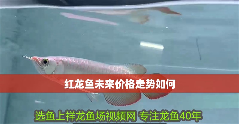 紅龍魚未來價格走勢如何