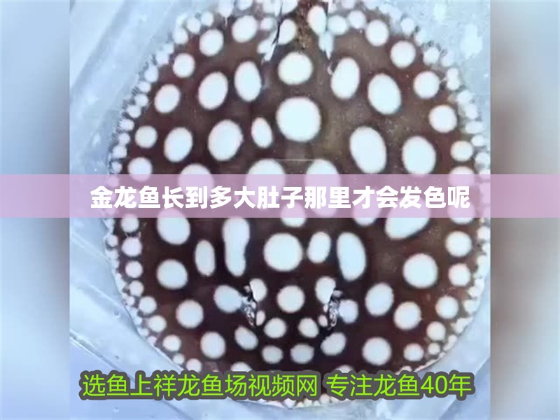金龍魚長到多大肚子那里才會發色呢