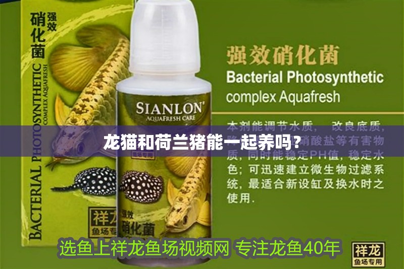 龍貓和荷蘭豬能一起養嗎？