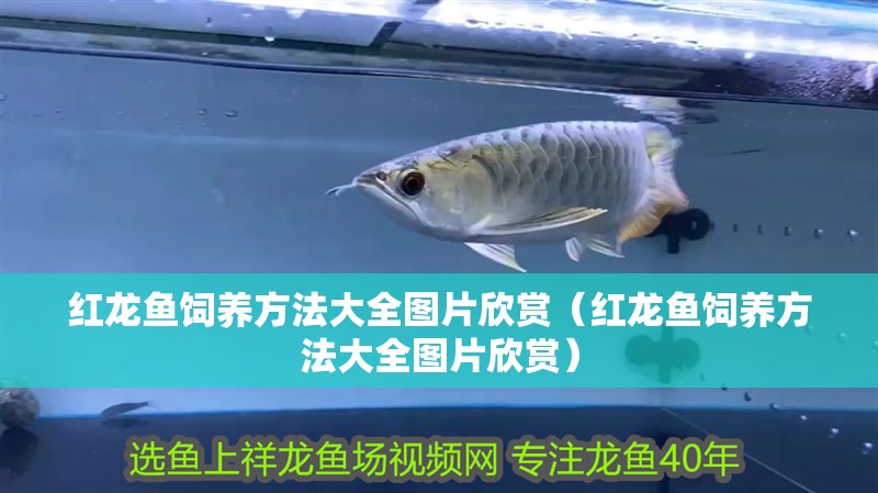 紅龍魚飼養方法大全圖片欣賞（紅龍魚飼養方法大全圖片欣賞）