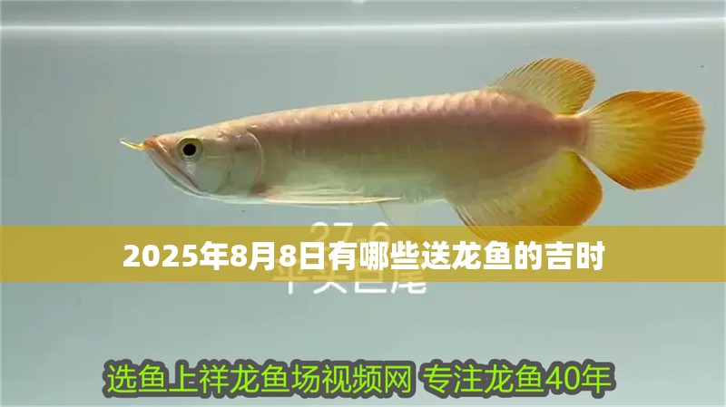 2025年8月8日有哪些送龍魚的吉時