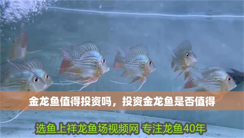 金龍魚值得投資嗎，投資金龍魚是否值得