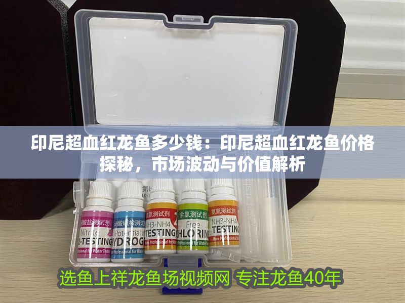 印尼超血紅龍魚多少錢：印尼超血紅龍魚價格探秘，市場波動與價值解析