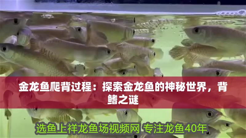 金龍魚爬背過程：探索金龍魚的神秘世界，背鰭之謎