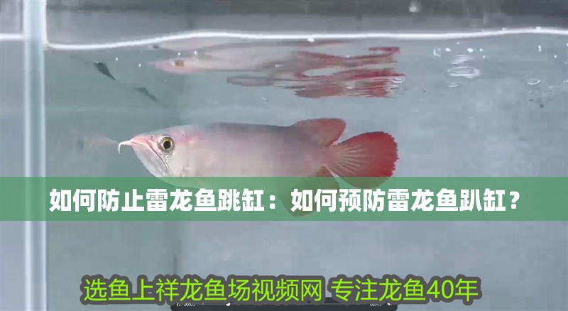 如何防止雷龍魚跳缸：如何預(yù)防雷龍魚趴缸？