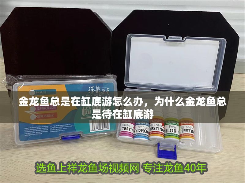 金龍魚總是在缸底游怎么辦，為什么金龍魚總是待在缸底游