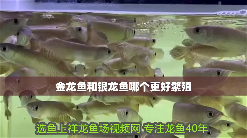 金龍魚和銀龍魚哪個更好繁殖
