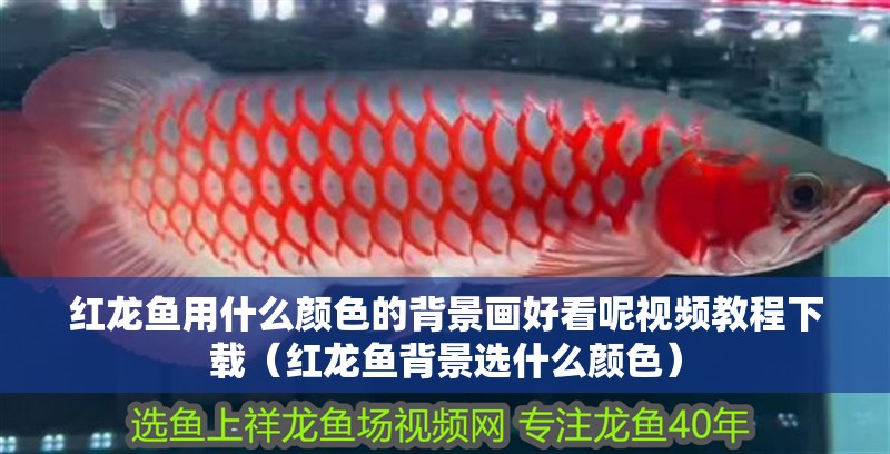 紅龍魚用什么顏色的背景畫好看呢視頻教程下載（紅龍魚背景選什么顏色）