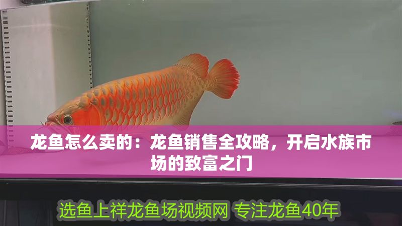 龍魚(yú)怎么賣的：龍魚(yú)銷售全攻略，開(kāi)啟水族市場(chǎng)的致富之門(mén)