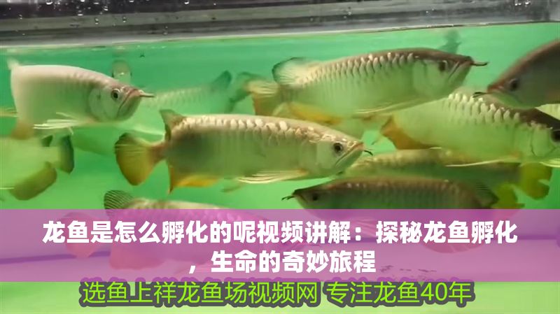 龍魚是怎么孵化的呢視頻講解：探秘龍魚孵化，生命的奇妙旅程