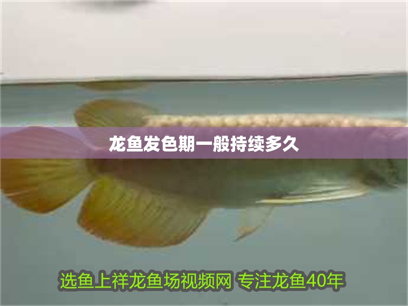 龍魚發色期一般持續多久
