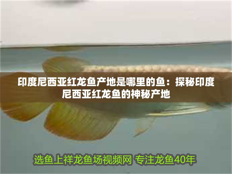 印度尼西亞紅龍魚產地是哪里的魚：探秘印度尼西亞紅龍魚的神秘產地