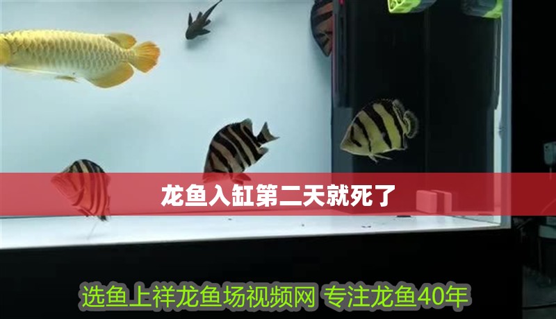 龍魚入缸第二天就死了