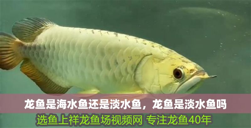 龍魚(yú)是海水魚(yú)還是淡水魚(yú)，龍魚(yú)是淡水魚(yú)嗎