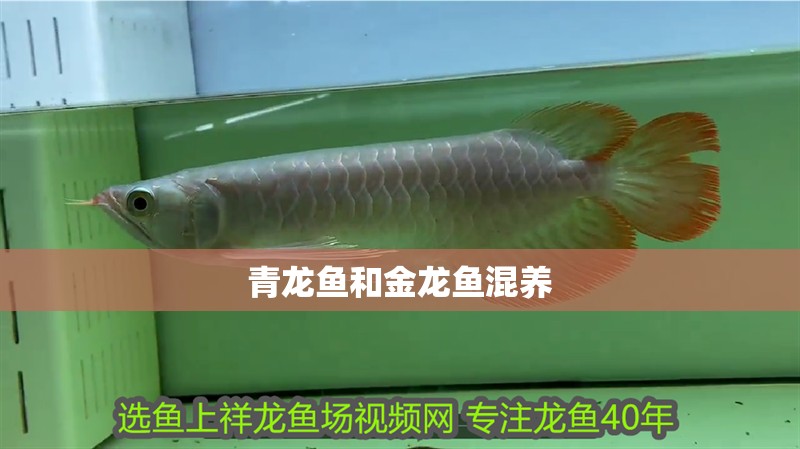 青龍魚(yú)和金龍魚(yú)混養(yǎng)