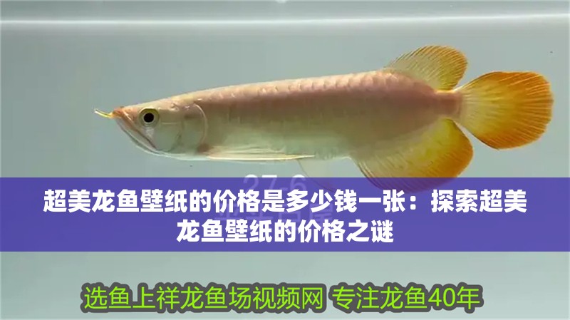 超美龍魚壁紙的價格是多少錢一張：探索超美龍魚壁紙的價格之謎