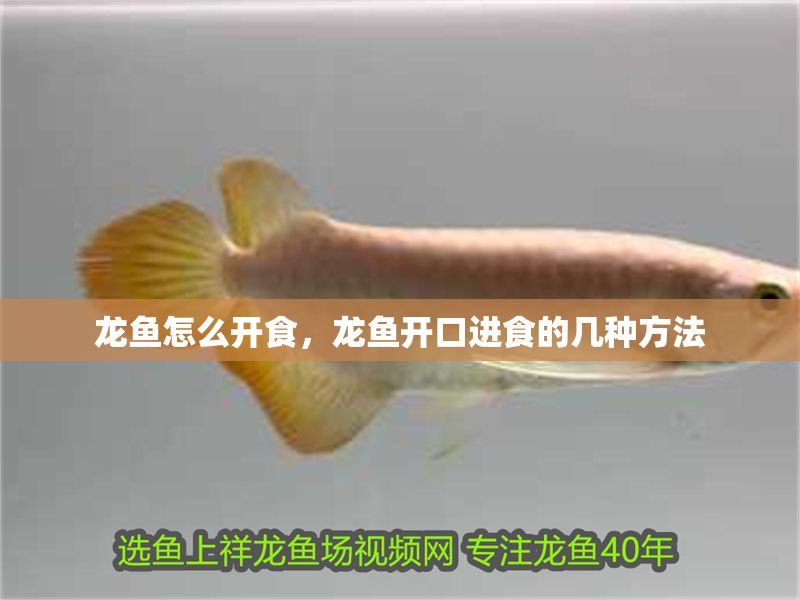 龍魚怎么開食，龍魚開口進食的幾種方法