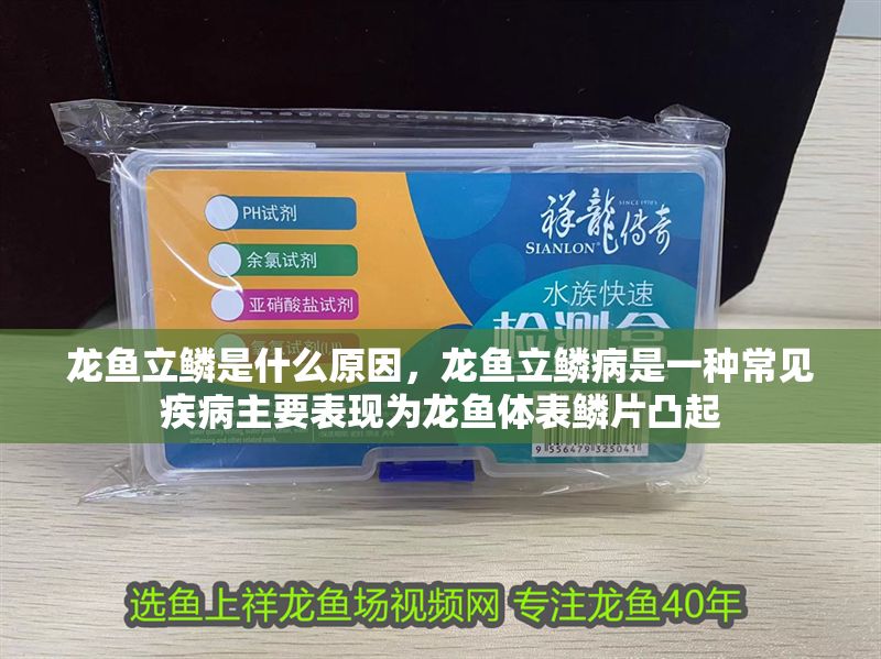 龍魚立鱗是什么原因，龍魚立鱗病是一種常見疾病主要表現為龍魚體表鱗片凸起