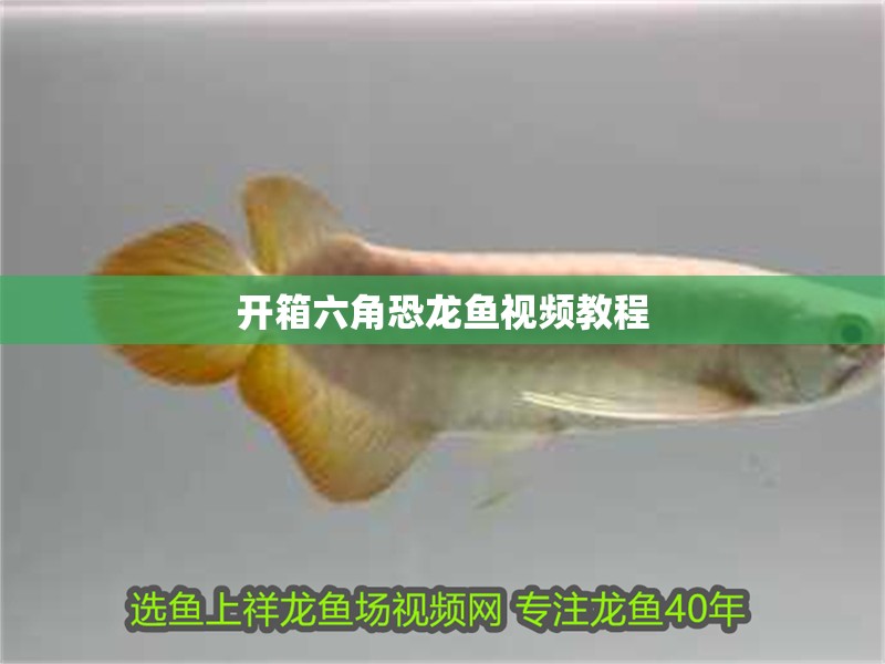 開箱六角恐龍魚視頻教程