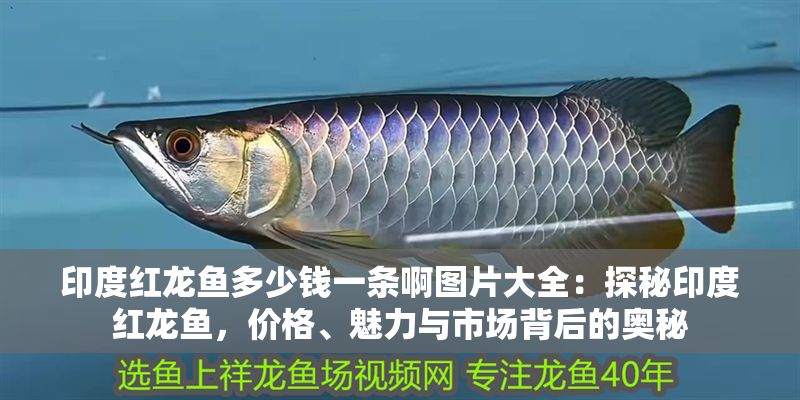 印度紅龍魚多少錢一條啊圖片大全：探秘印度紅龍魚，價格、魅力與市場背后的奧秘