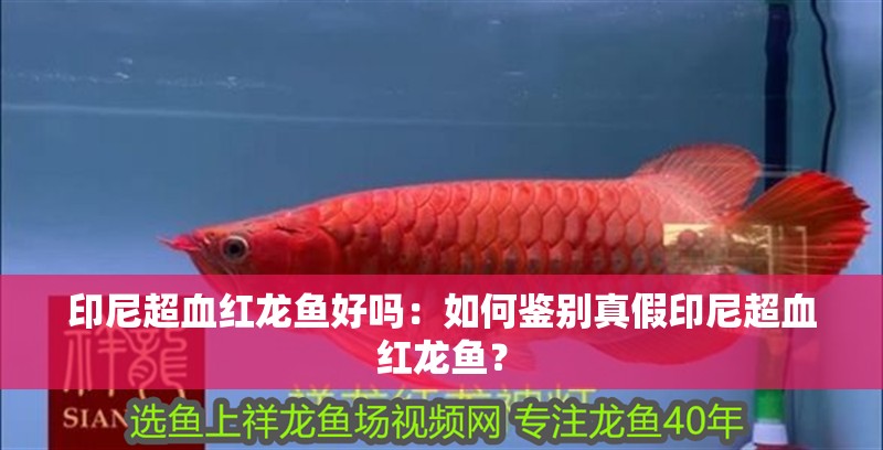 印尼超血紅龍魚好嗎：如何鑒別真假印尼超血紅龍魚？